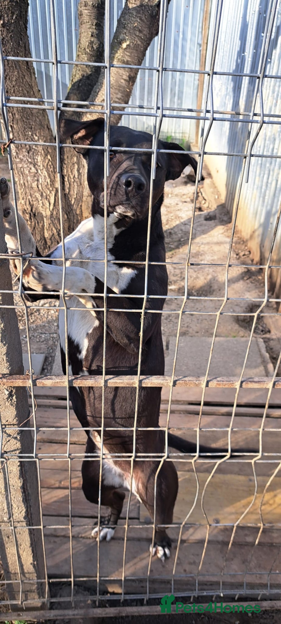 Mixed Breed dogs for adoption: LUCKY - a superb and gentle girl for a Loving Home - Image 3