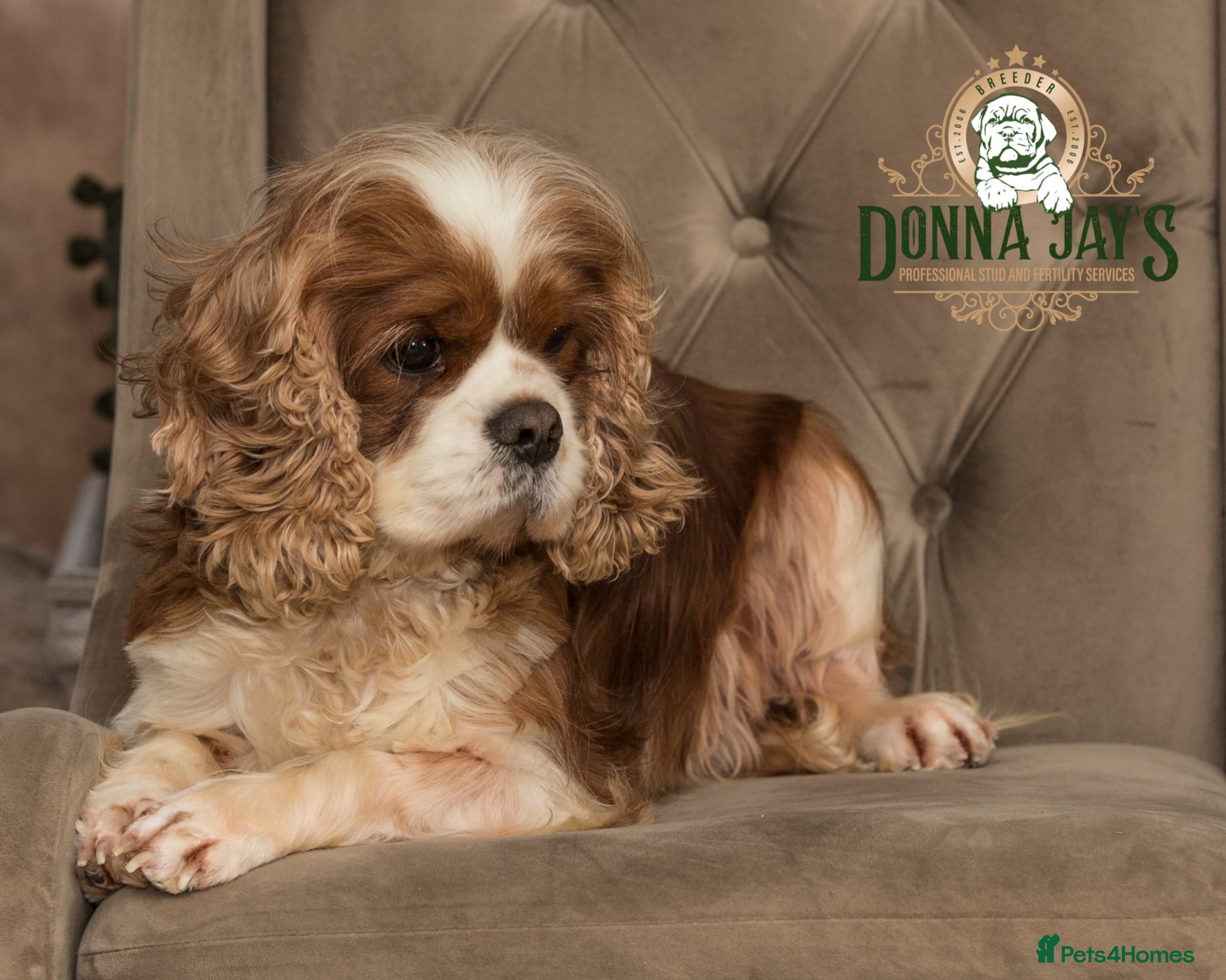Cavalier King Charles Spaniel dogs DONNA JAYS PROFESSIONAL STUD SERVICES - Advert 1