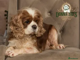 Cavalier King Charles Spaniel dogs DONNA JAYS PROFESSIONAL STUD SERVICES - Advert 1