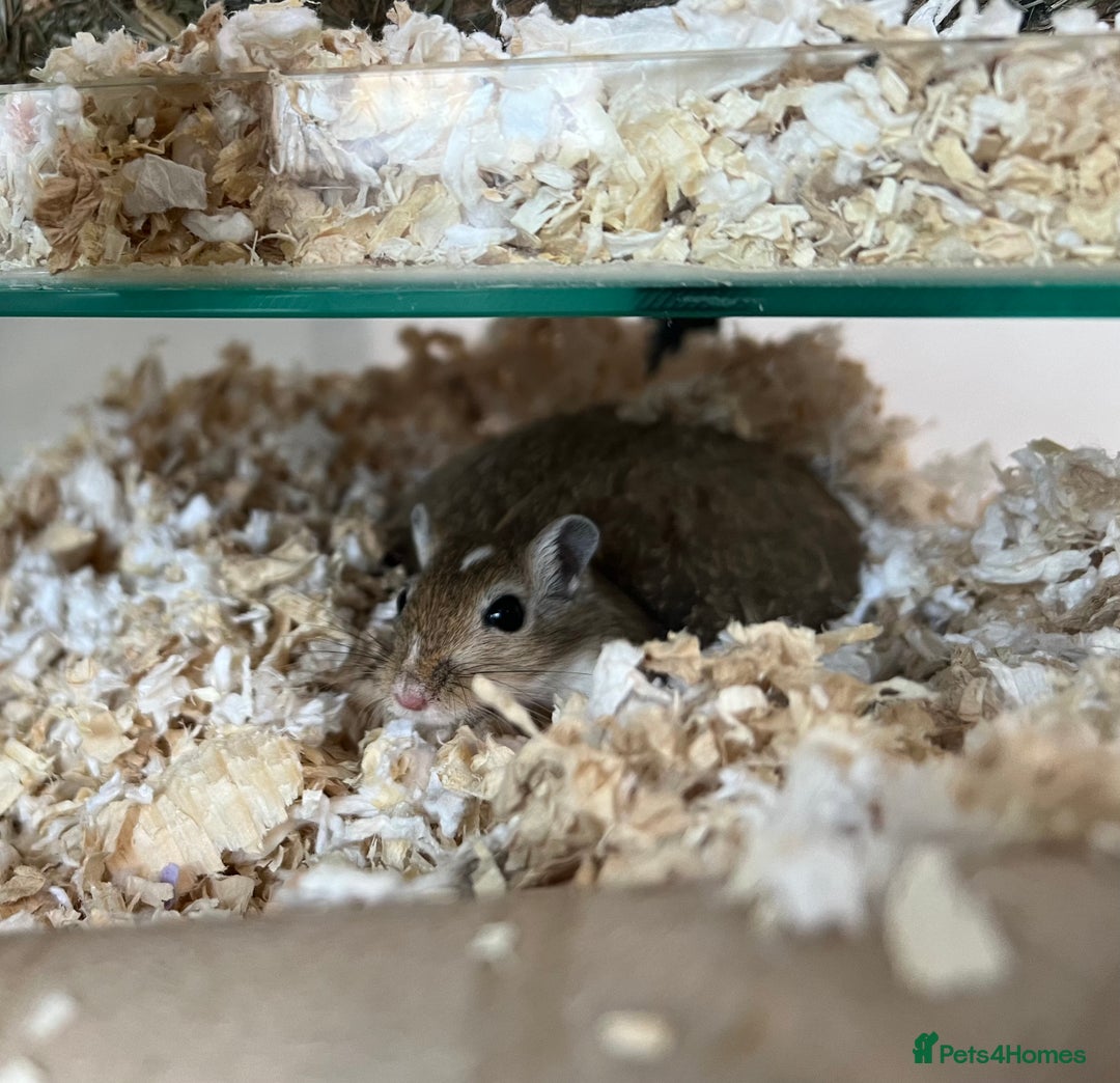 Gerbil rodents for sale: 2 Male Gerbils. OPEN TO OFFERS - Image 3