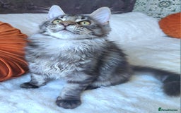 Maine Coon cats for sale: Big outstanding Russian lines with many champions  - Image 14