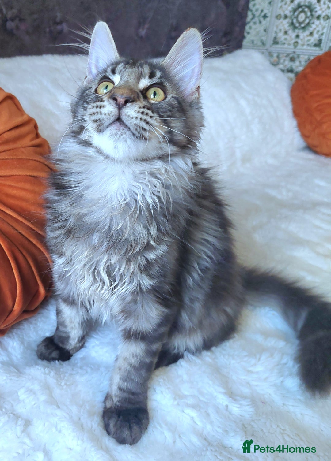 Maine Coon cats for sale: Big outstanding Russian lines with many champions  - Image 14