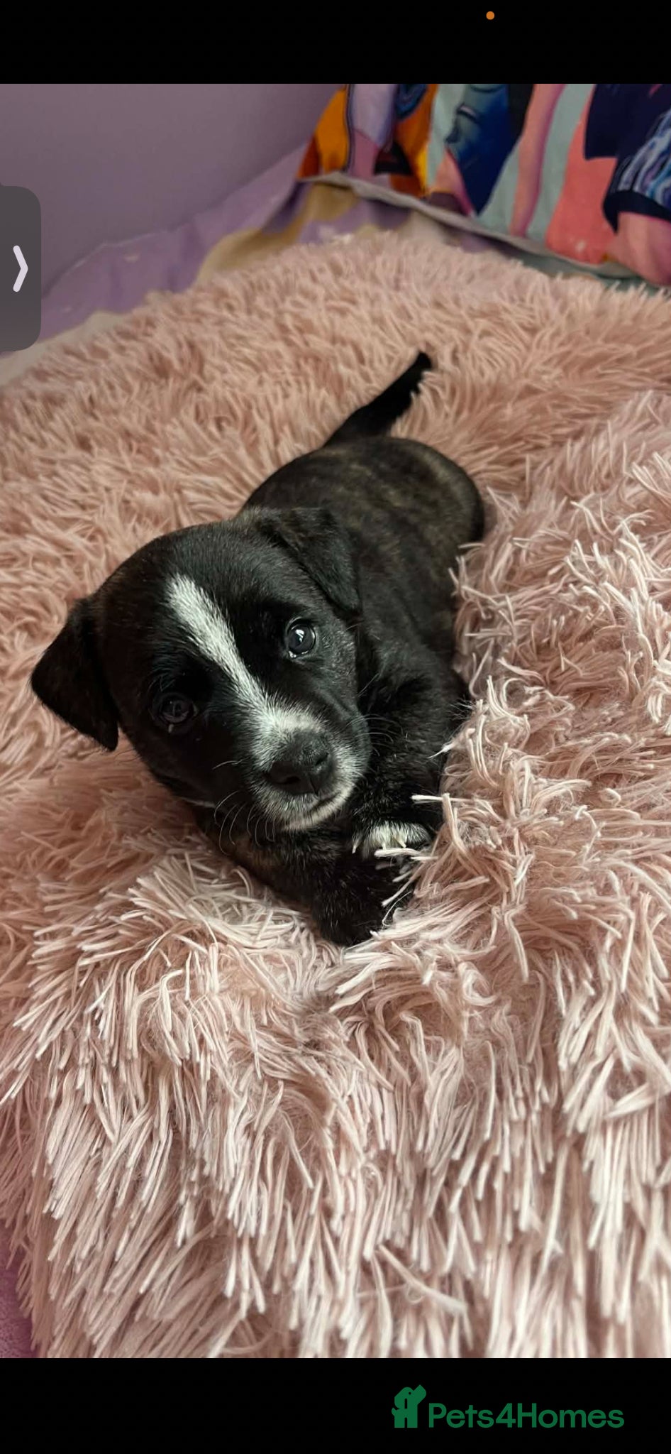 Jack Russell dogs Ready now..Jack Russellx highland terrier puppies - Advert 1