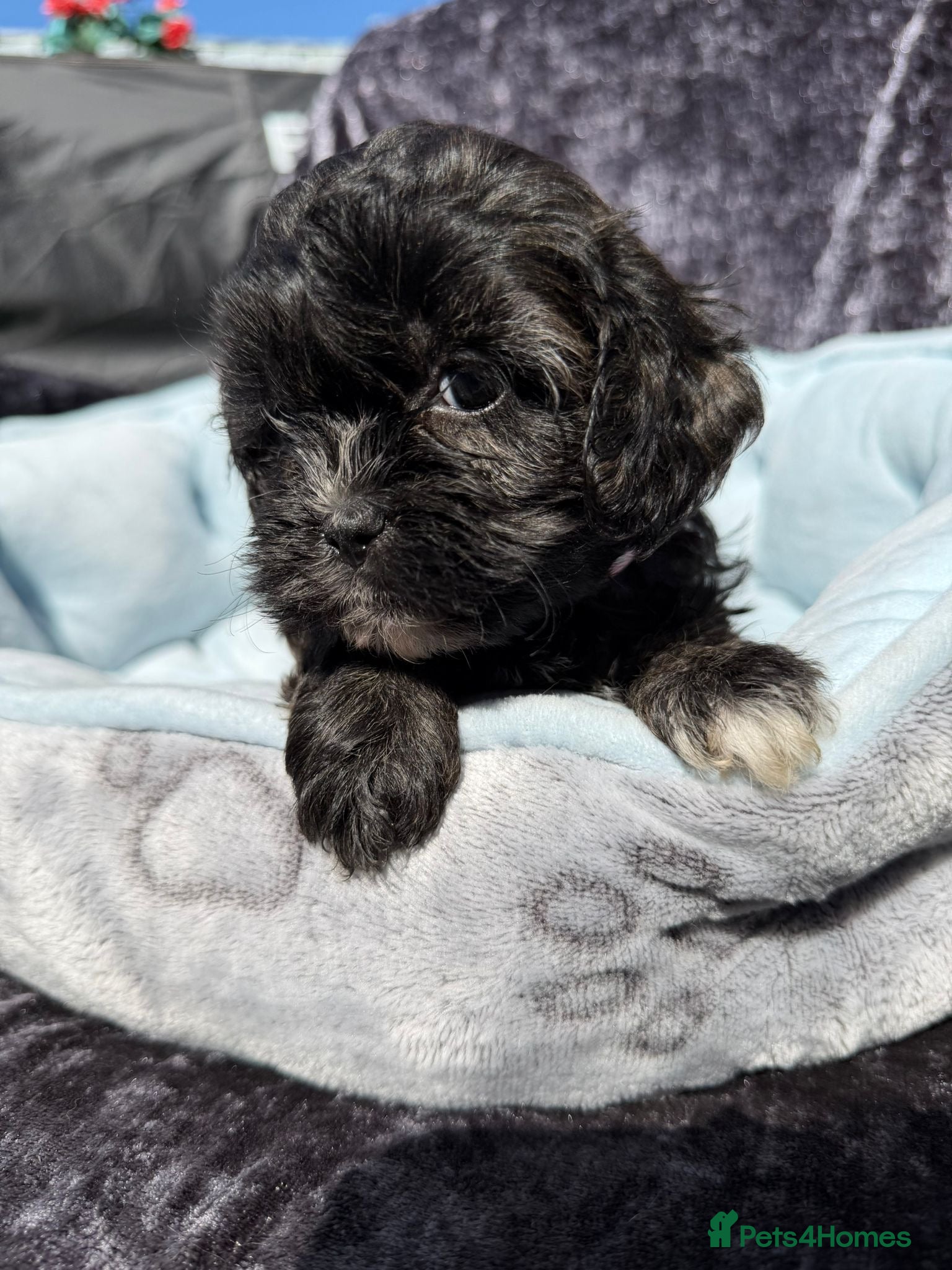 Shihpoo dogs Shihpoo babies - Advert 1