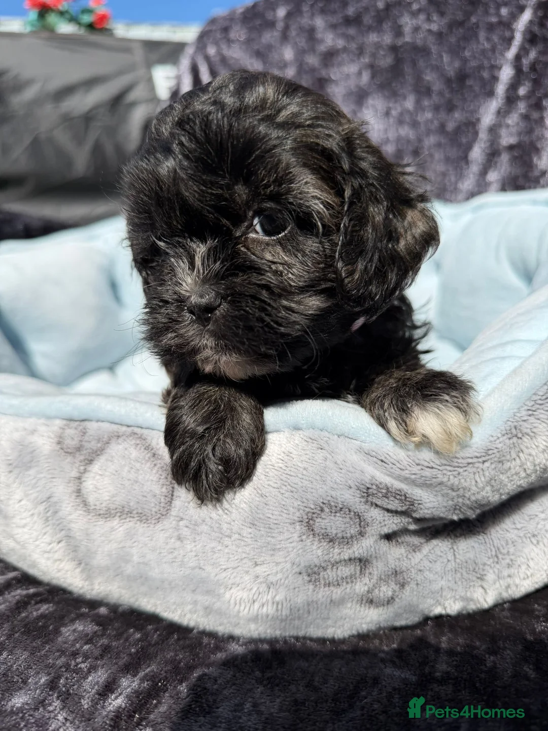 Shihpoo dogs for sale: Shihpoo babies - Advert 1