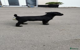 Patterdale Terrier dogs for sale: Quality patterdale terriers  - Image 6