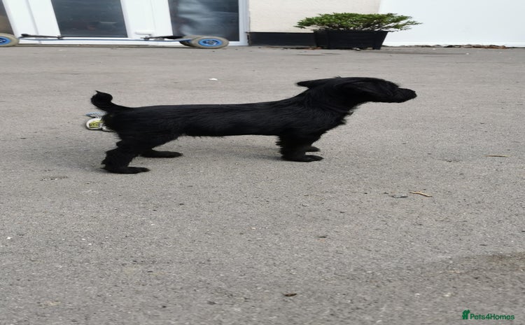 Patterdale Terrier dogs - Advert 3