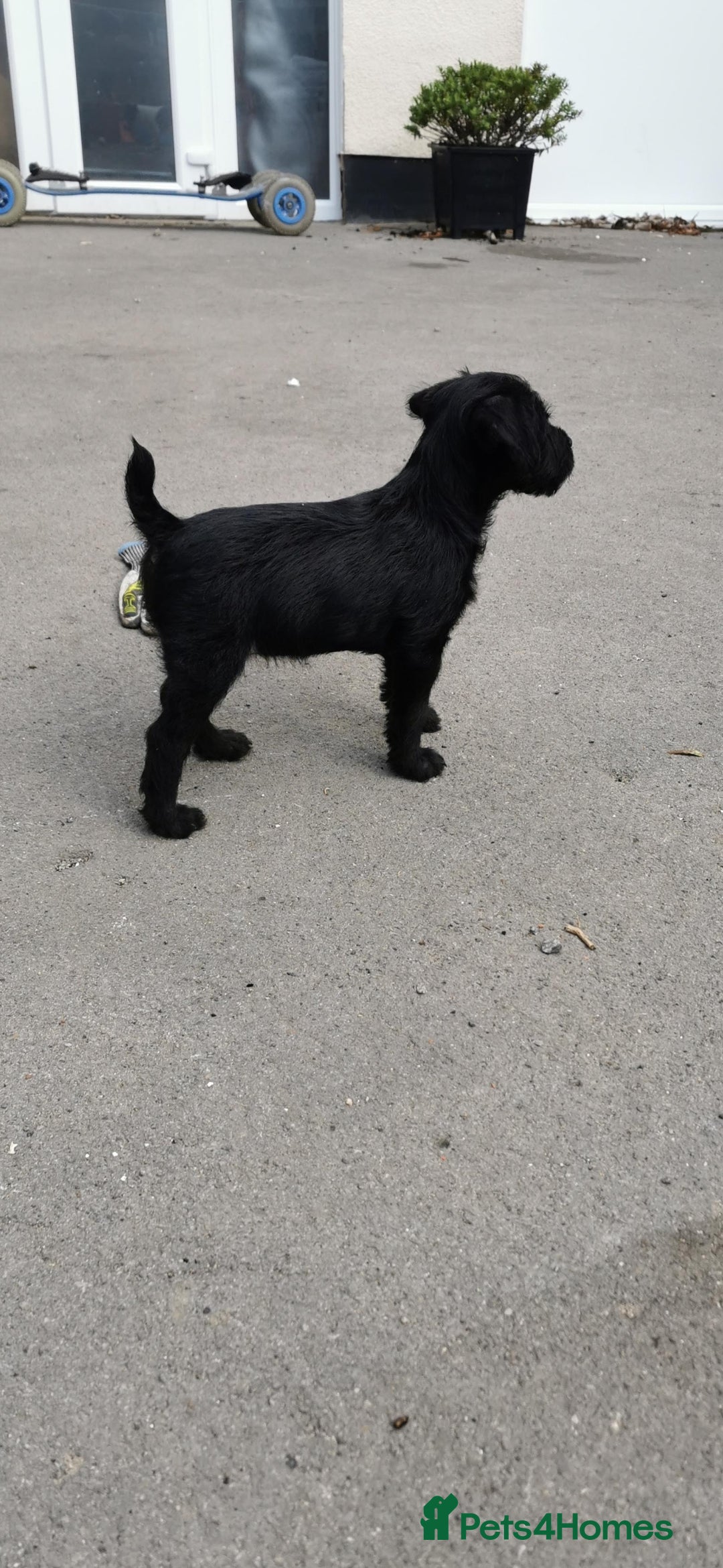 Patterdale Terrier dogs for sale: Quality patterdale terriers  - Image 6