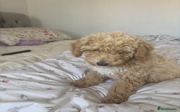 Toy Poodle dogs for sale: Last Toy Poodle Girl Waiting for her Forever Home - Image 12