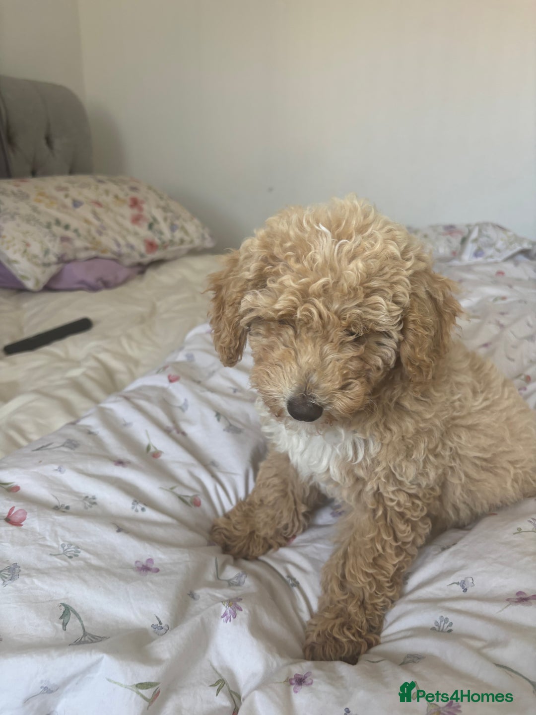 Toy Poodle dogs for sale: Last Toy Poodle Girl Waiting for her Forever Home - Image 12