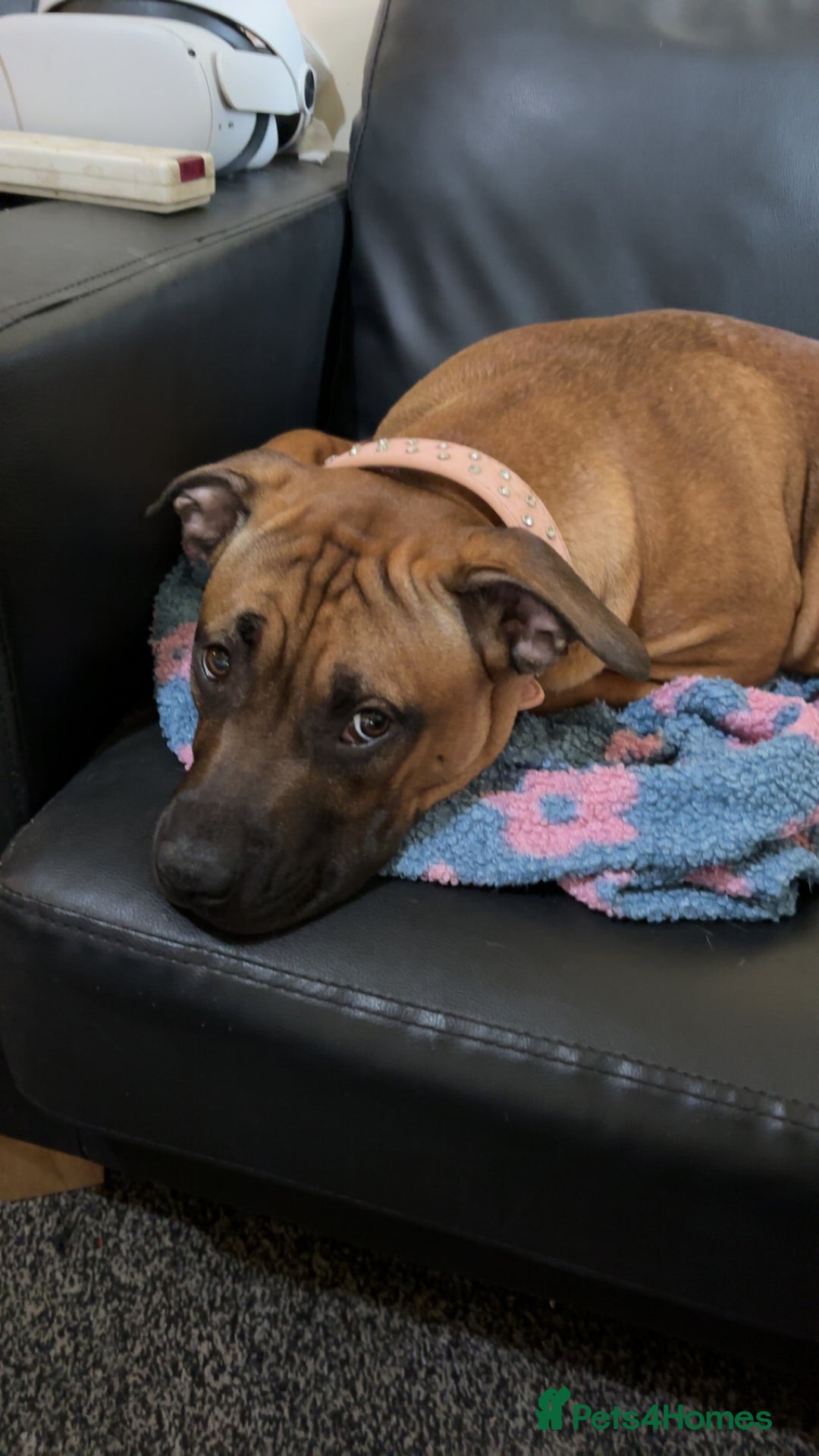 Staffordshire Bull Terrier dogs for sale: Lola is an bubbly staffy - Advert 3