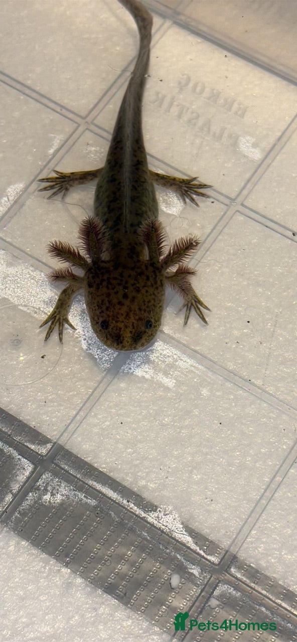 Axolotl reptiles Juvenile axolotl  - Advert 15