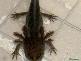 Axolotl reptiles Juvenile axolotl - Advert 15