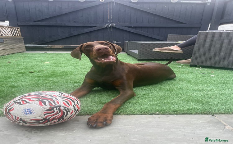Dobermann dogs - Advert 2