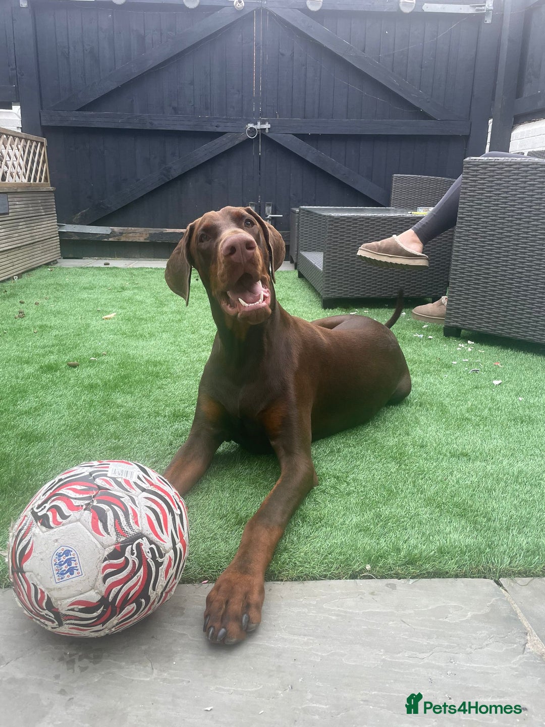 Dobermann dogs for sale: Neo.  - Image 1