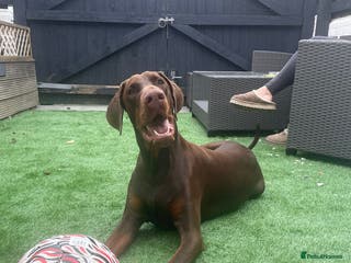 Dobermann dogs Neo. - Advert 6