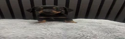 Chiweenie dogs for sale: Cute Chiweenie Boys - Advert 14