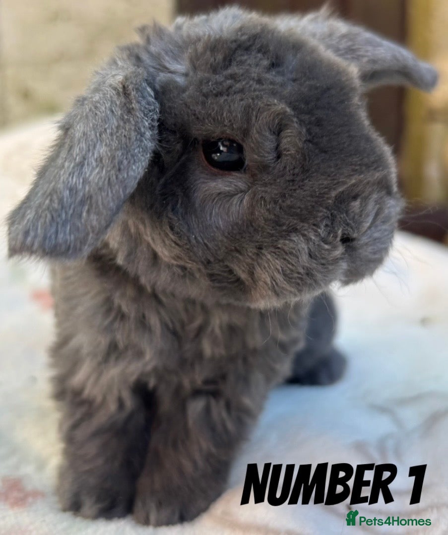Mini Lop rabbits Mini Plush Lop and Plush Carrier litters - Advert 7