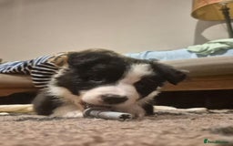 Border Collie dogs for sale: 🏡 Smart, Sweet Border Collie Pups Await You!" - Image 23