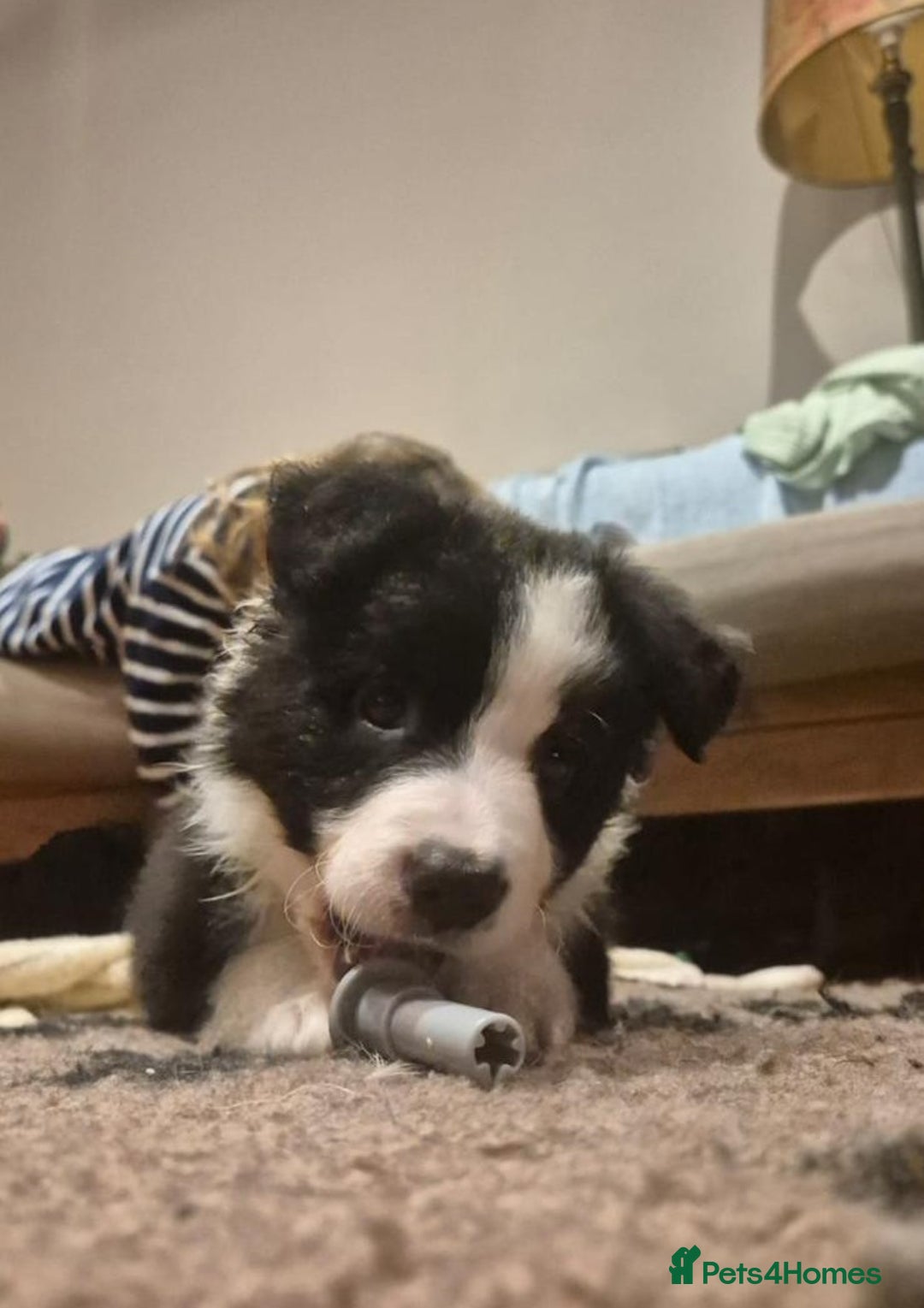 Border Collie dogs for sale: 🏡 Smart, Sweet Border Collie Pups Await You!" - Image 23
