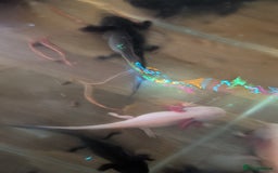 Axolotl reptiles for sale: 3x axolotl with tank  - Image 2