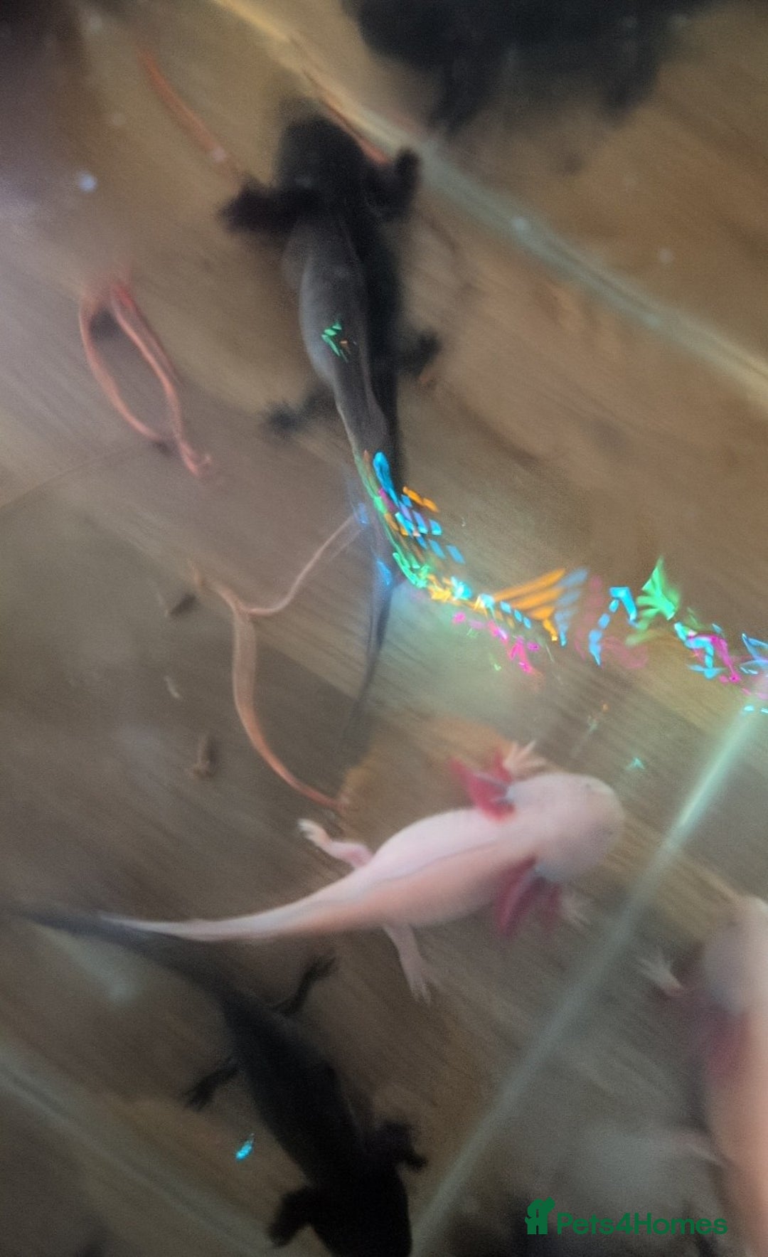 Axolotl reptiles for sale: 3x axolotl with tank  - Image 2