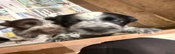 Cocker Spaniel dogs for sale: Gorgeous working cocker spaniel puppies - Advert 6