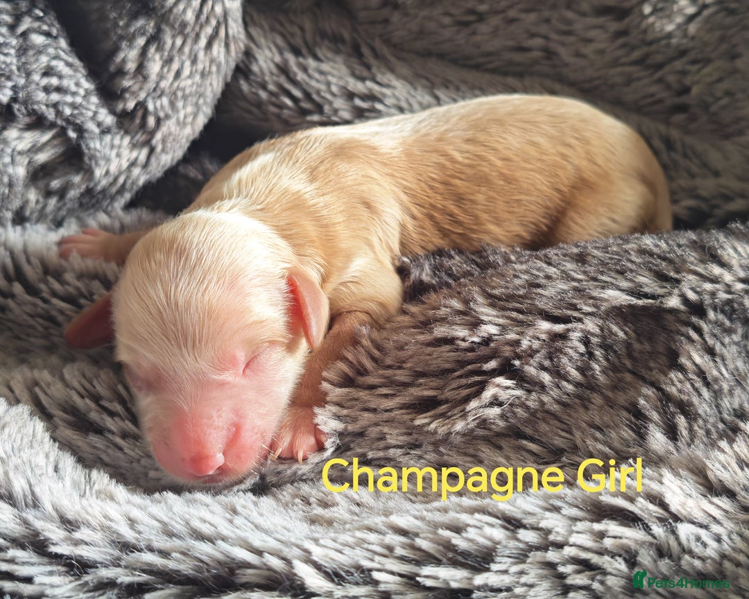 Cockapoo dogs for sale: Cockapoos F1 DNA Health tested patents - Advert 36