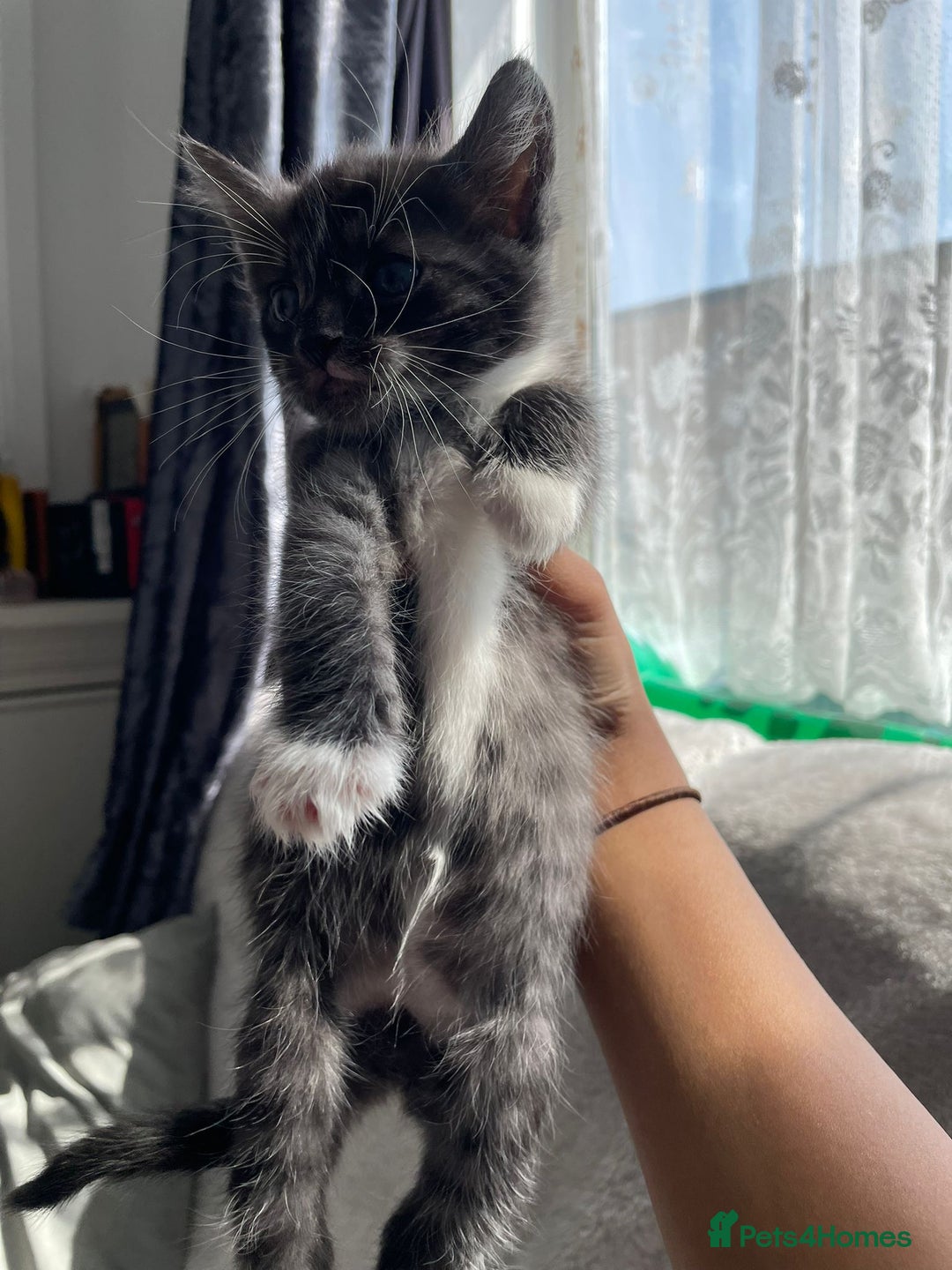 Bengal cats for sale: Kittens  - Image 3