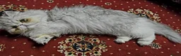 Persian cats for sale: Female Breeder Persian Cat Silver Tabby - GCCF - Advert 10