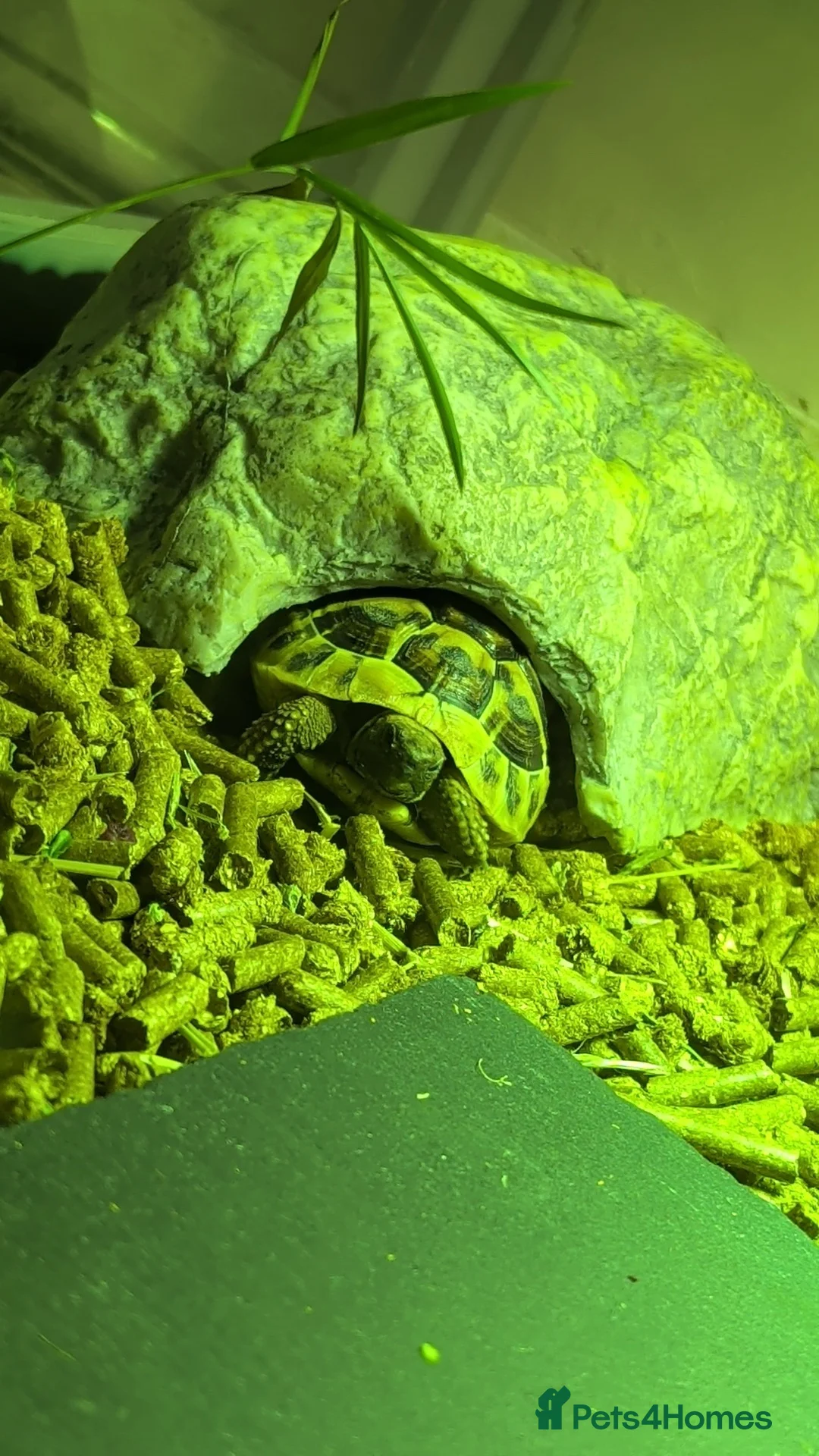 Hermann Tortoise reptiles for sale: Herman tortoise in Merthyr Tydfil - Advert 7