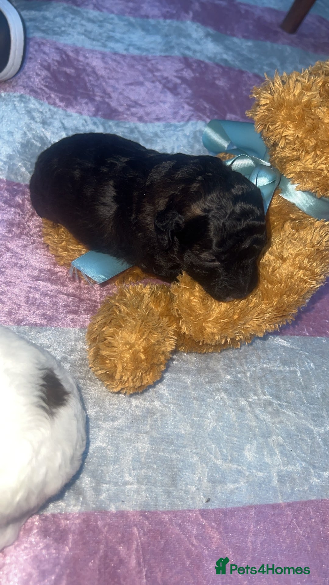 Jackapoo dogs for sale:  Ready on the 18th of December 3 jackapoo puppy’s - Advert 8