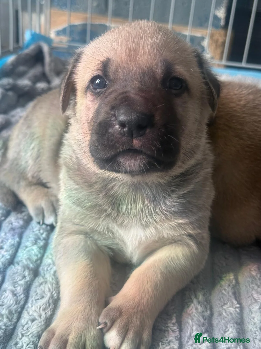 Mixed Breed dogs for sale: Kangal cross American bulldog  - Advert 26