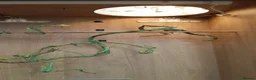 Corn Snake reptiles for sale: Female Tessera Cornsnake with Full vivarium Setup - Advert 10