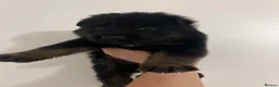 German Shepherd dogs for sale: 7 stunning German Shepard puppies for sale  - Advert 6