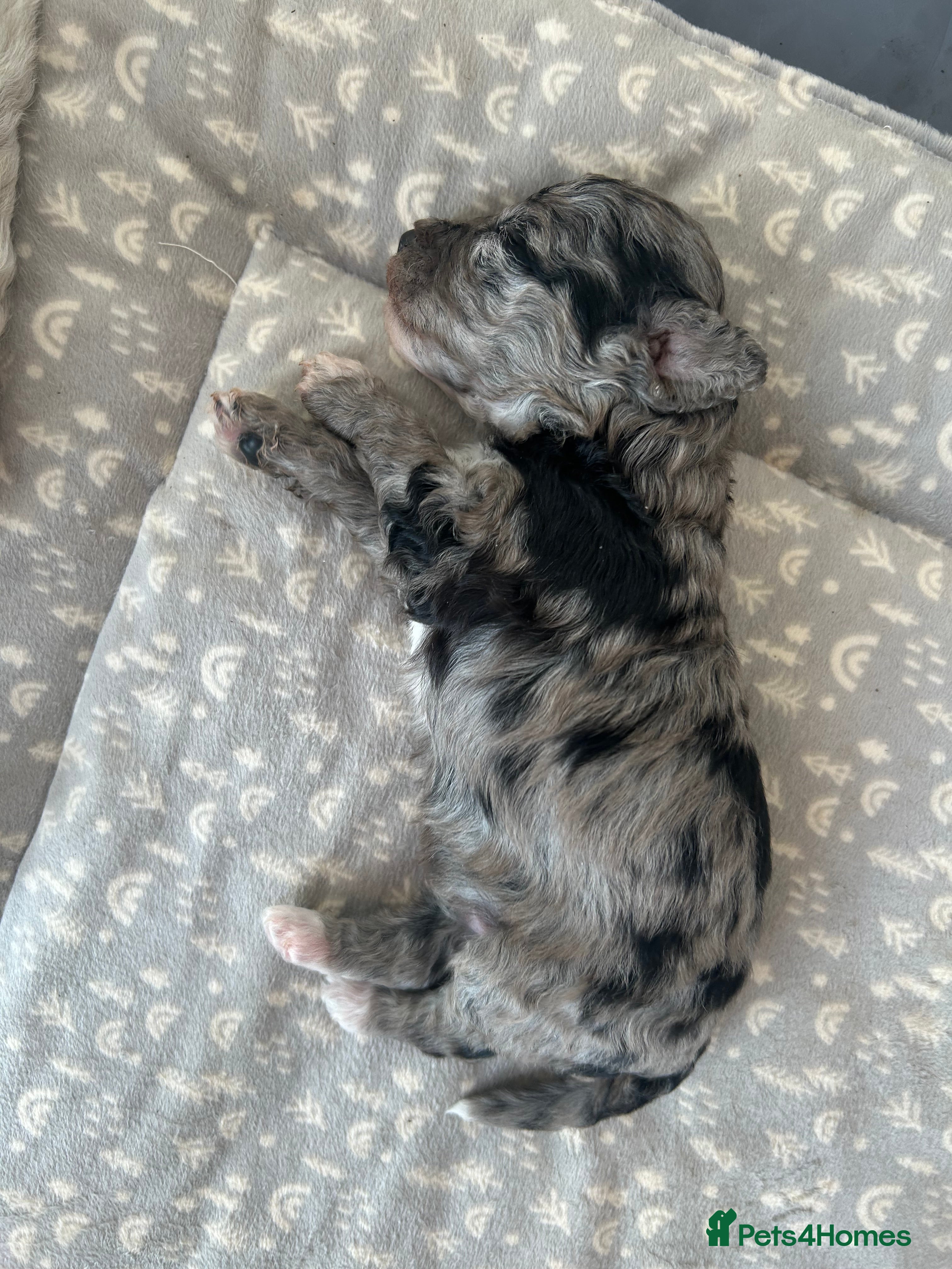 Maltipoo dogs Merle. Champagne, black pups Fully health tested - Advert 1