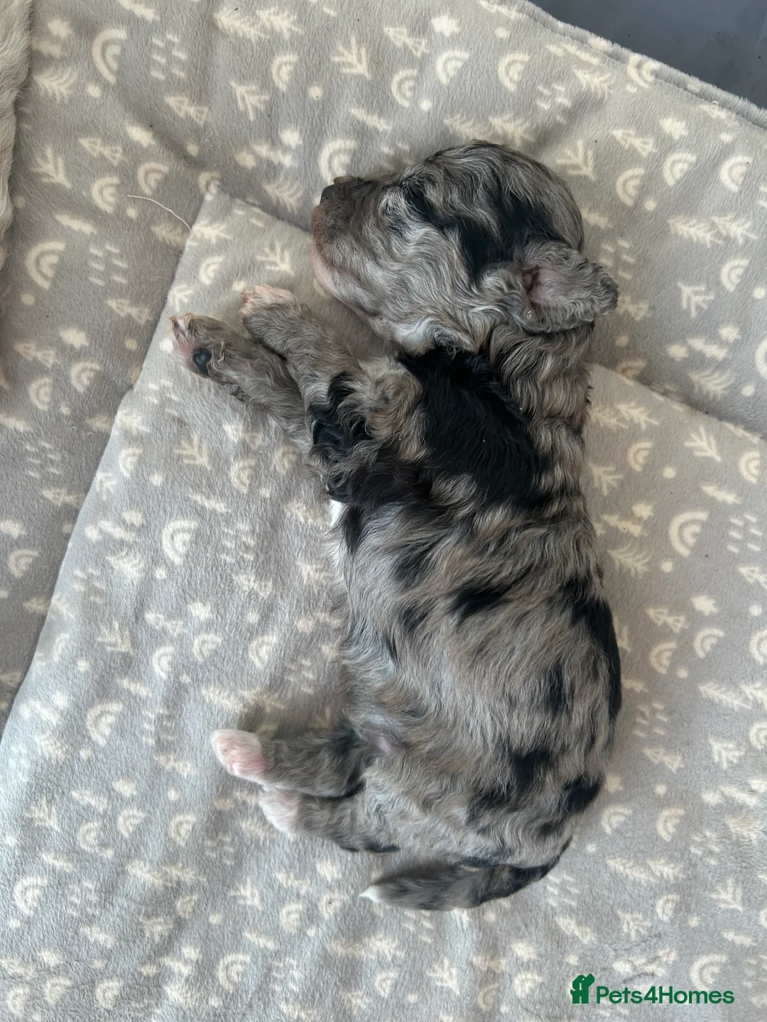 Maltipoo dogs for sale: Merle. Champagne, black pups Fully health tested in Newton Abbot - Advert 1