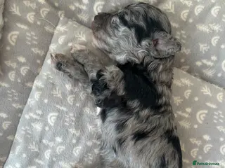 Maltipoo dogs Merle. Champagne, black pups Fully health tested - Advert 1