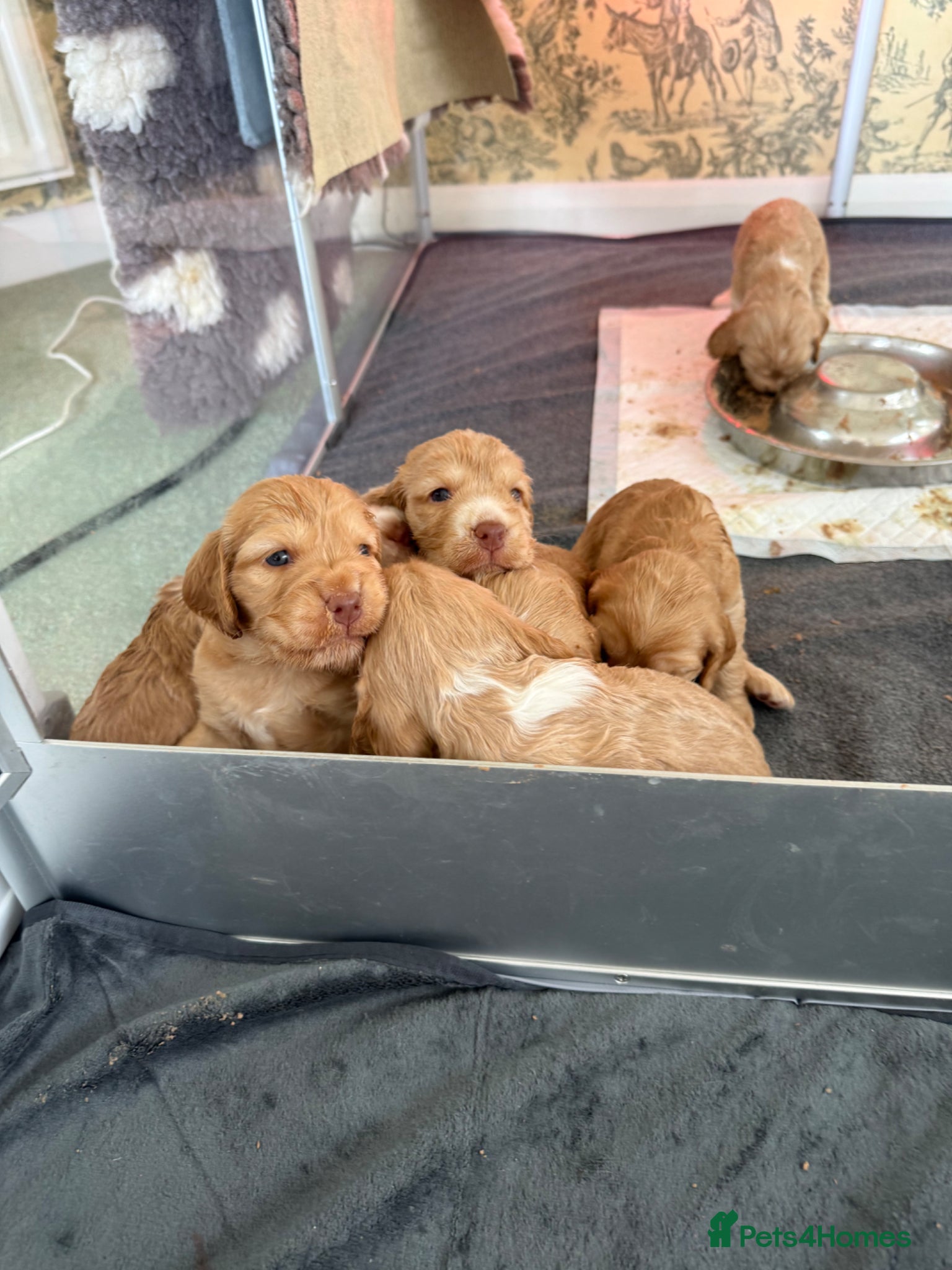 Cocker Spaniel dogs Beautiful Show Cocker Spaniel Pups  - Advert 2