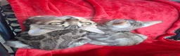 Bengal cats for sale: Show Quality Bengal Kittens – 5★ Licensed Cattery - Advert 24