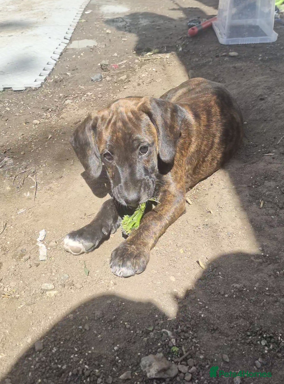 Mixed Breed dogs for sale: Cute little princess  - Image 9