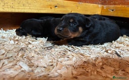Rottweiler dogs for sale: Top Quality Rottweiler Puppies - Image 9