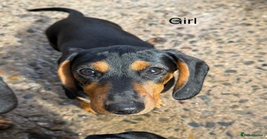Miniature Dachshund dogs - Advert 3
