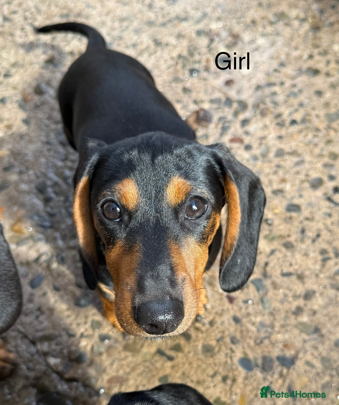 Miniature Dachshund dogs for sale: 2 Short hair and 1 wire hair girl dachshunds - Image 2