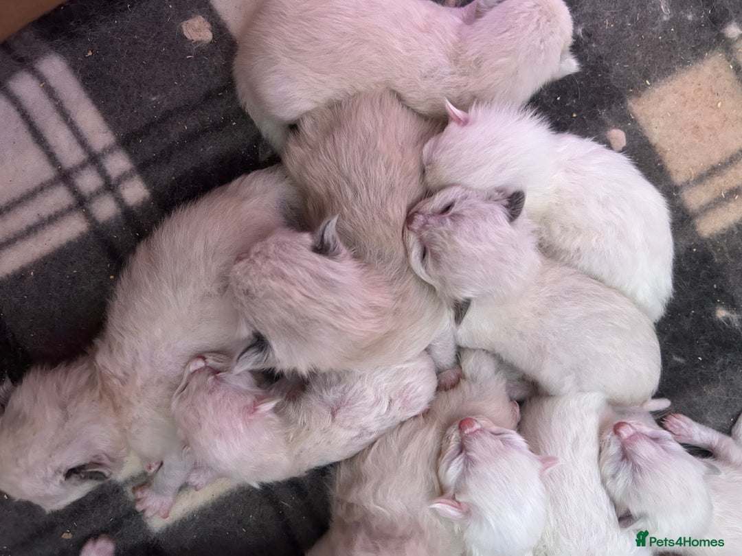 Ragdoll cats for sale: Pedigree Ragdoll babies - Advert 7