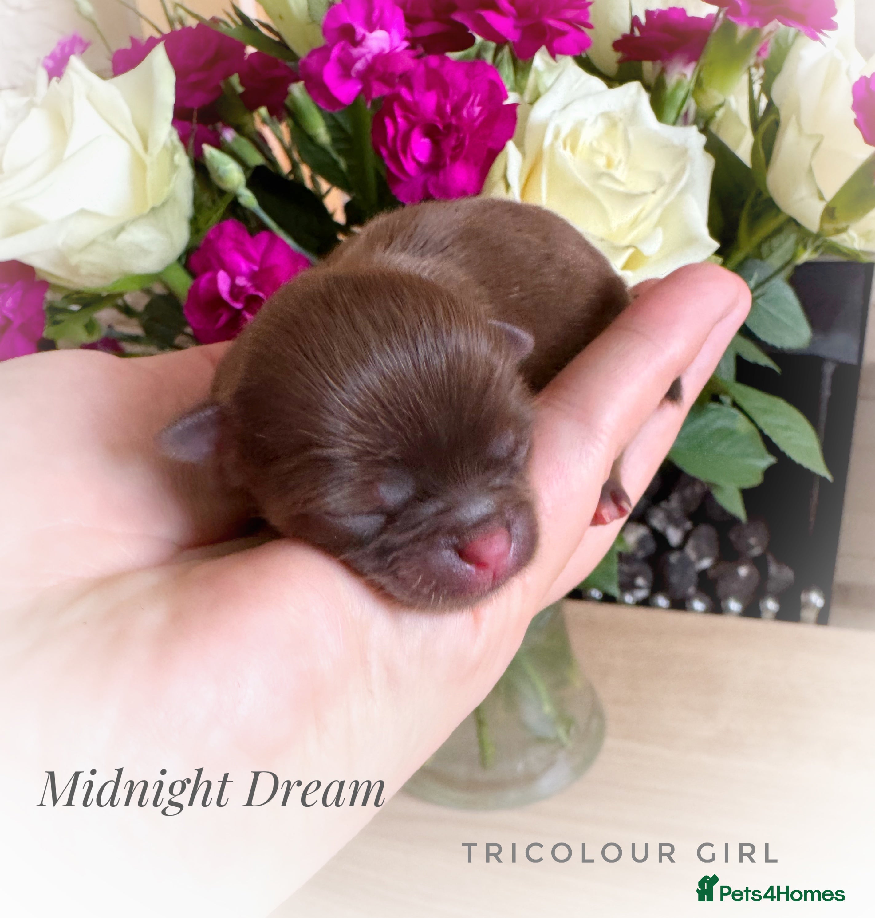 Chihuahua dogs KC chocolate and lilac long coat quality puppies  - Advert 1