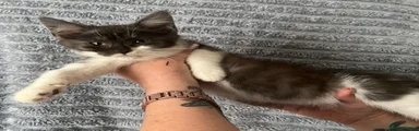 Kitten 3