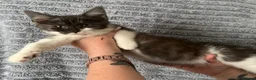 Maine Coon cats for sale: Maincoon x - Advert 1