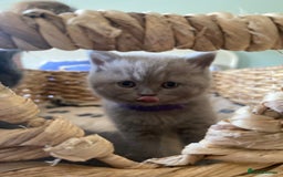 British Shorthair cats for sale: LAST 2 FEMALE kittens British shorthair kittens  in Maidstone - Image 6