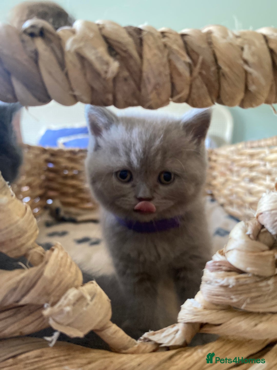 British Shorthair cats for sale: LAST 2 FEMALE kittens British shorthair kittens  in Maidstone - Image 6